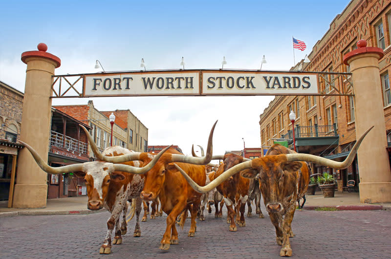 A herd of longhorn cattle walking under the "Fort Worth Stock Yards" archway, capturing the essence of the Stockyards area in Fort Worth.