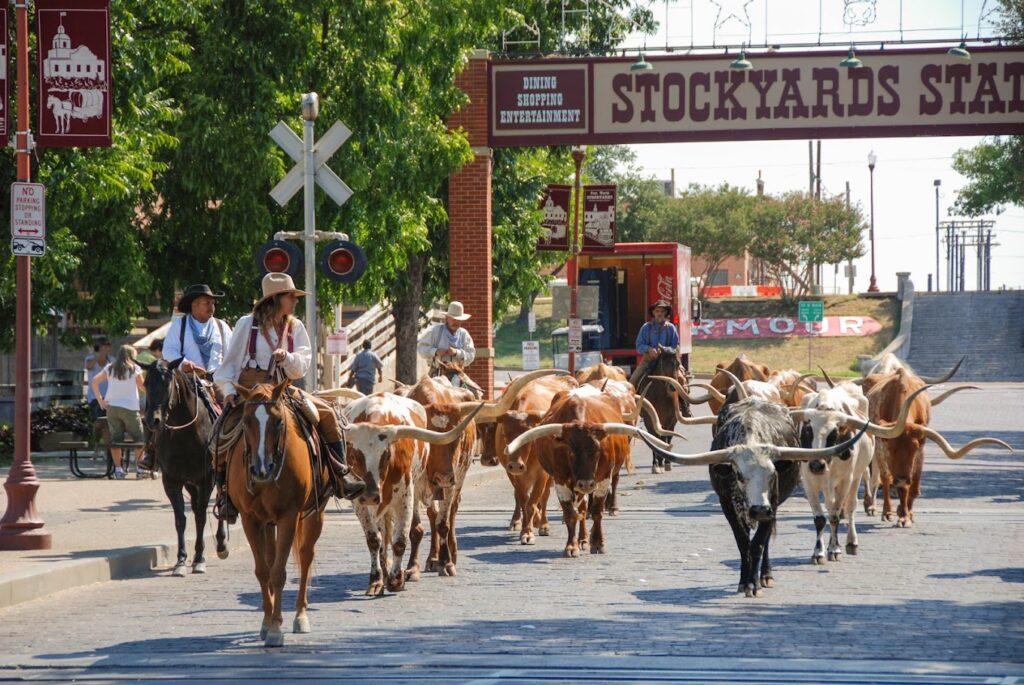 Cattle drive at Stockyards Station in Fort Worth, featuring cowboys on horseback herding longhorn cattle down a cobblestone street.