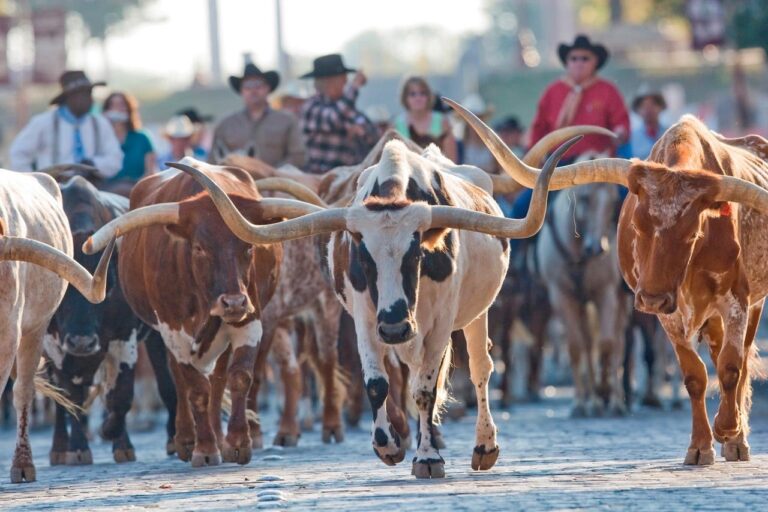 Fort Worth Food Tours